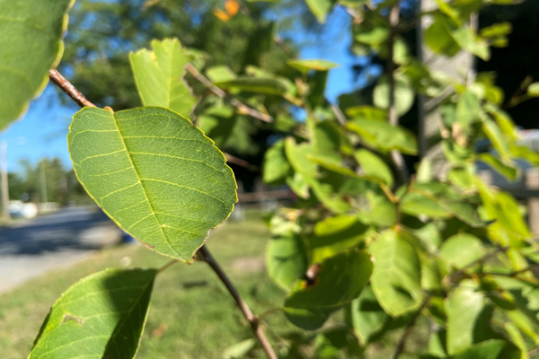 Trees for Change Low-Cost Tree Sale