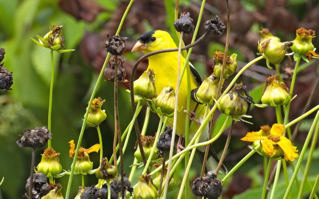 DOS May 2023 Meeting: “Supporting Backyard Birds with Native Plants” by Leah Brooks