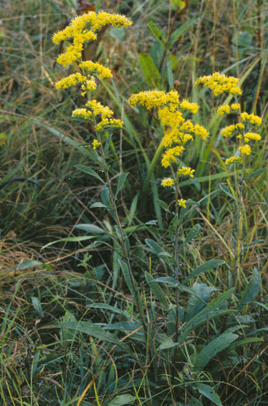 Goldenrod – Plant of the Month, September 2023
