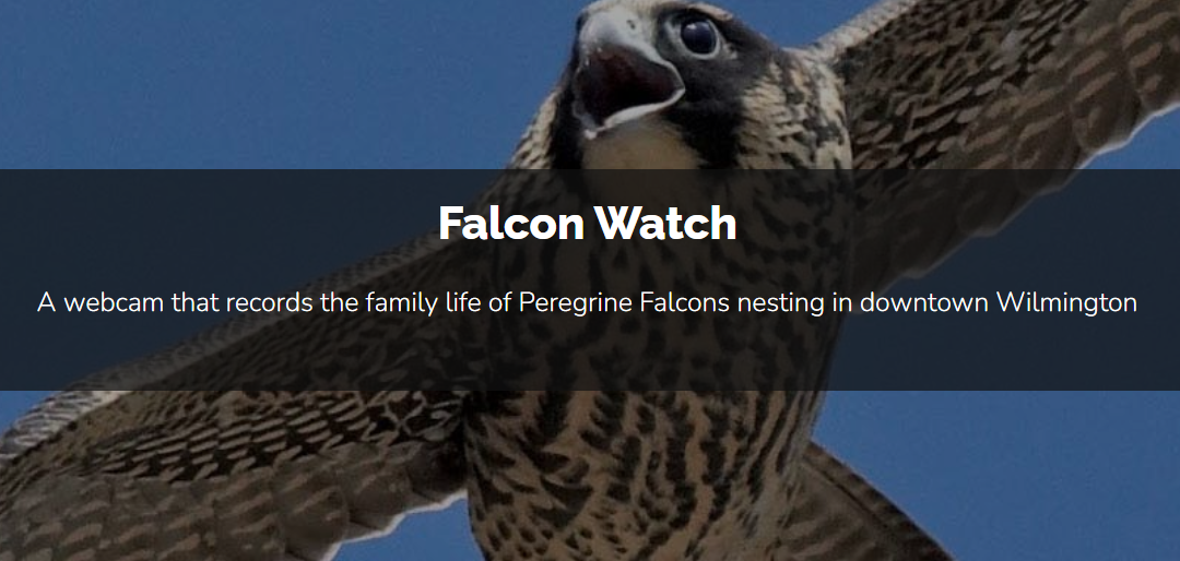 Peregrine Falcon Fledgling ‘Solo’ Takes Her First Flight