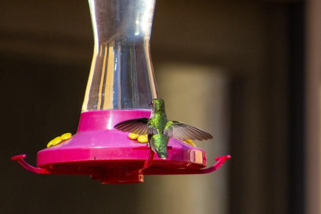 Hummingbirds in Midtown Brandywine